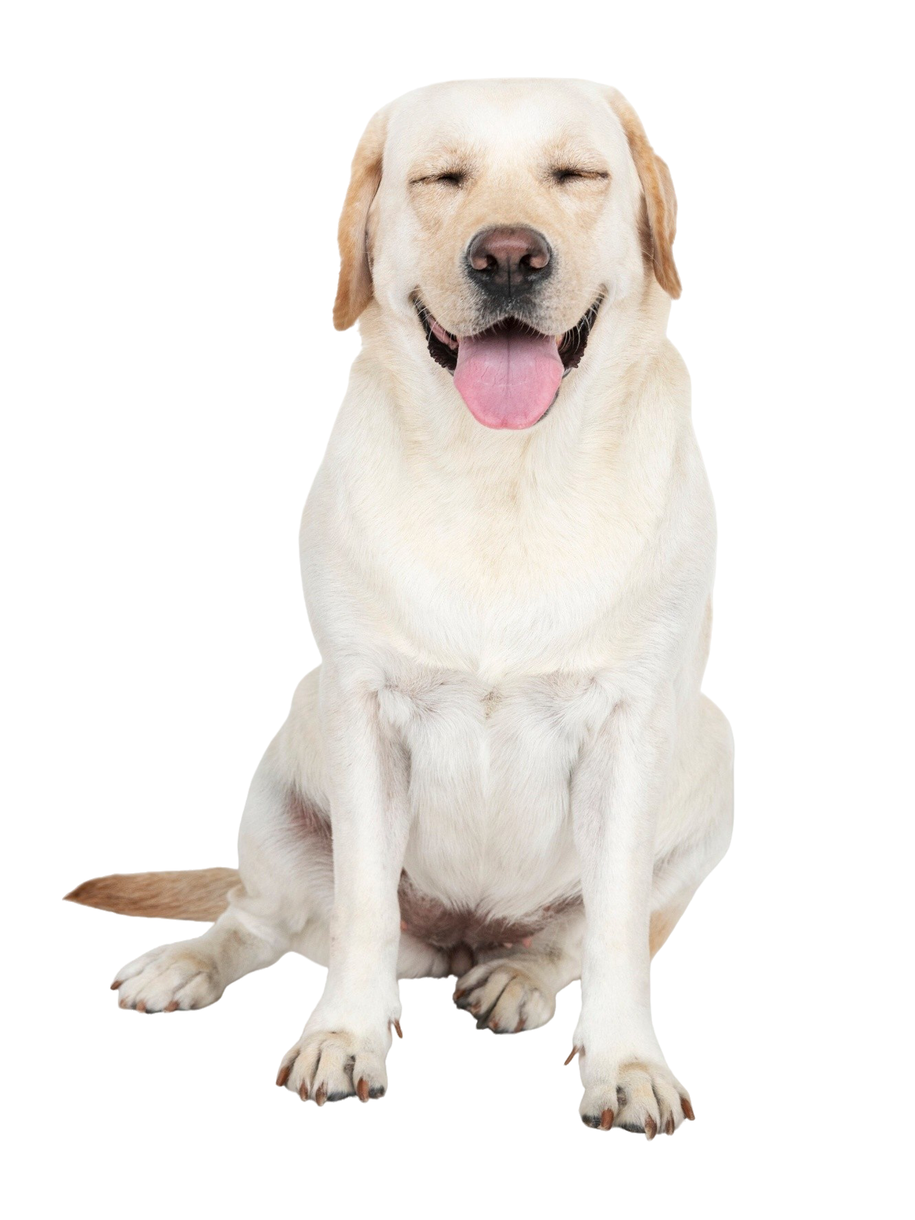 Servicii salon canin talie mare Mediaș