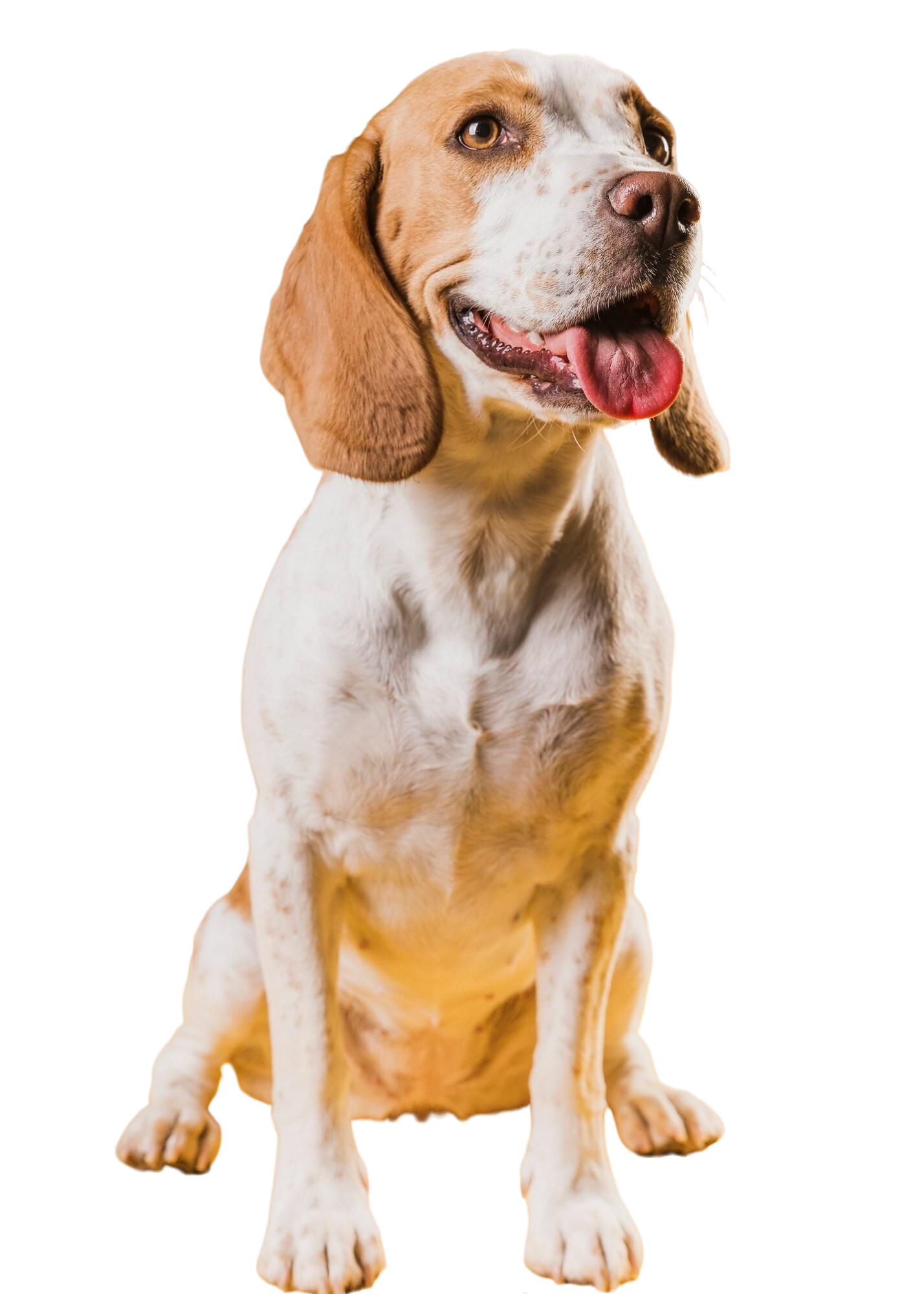 Servicii salon canin talie medie Mediaș